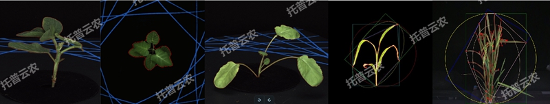 1723011515669751.jpg 盆栽植物二維數(shù)字表型采集分析系統(tǒng)_副本.jpg